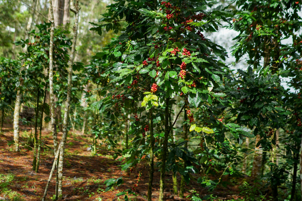 Ảnh rminh họa: Cao Nguyên Trung Phần, thủ phủ cà phê Robusta