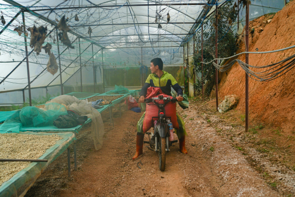 Ảnh minh họa: Các vùng cao nguyên khác tại Việt Nam có trồng cà phê đặc sản
