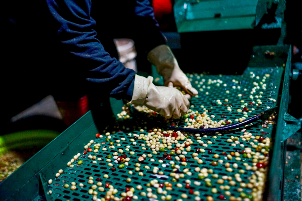 Ảnh minh họa: Vùng đất trồng Cà Phê Arabica chất lượng