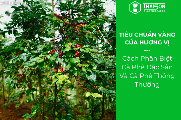 Cách Phân Biệt Cà Phê Đặc Sản Và Cà Phê Thông Thường