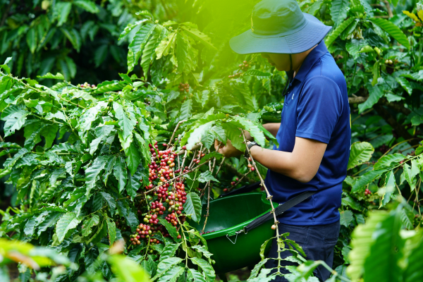 Sự Khác Biệt Trong Quá Trình Sản Xuất Cà Phê Đặc Sản và Cà Phê Thông Thường