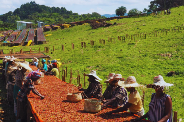 Ảnh minh họa: Hoạt động khai thác hạt cà phê của người dân ở Ethiopia.